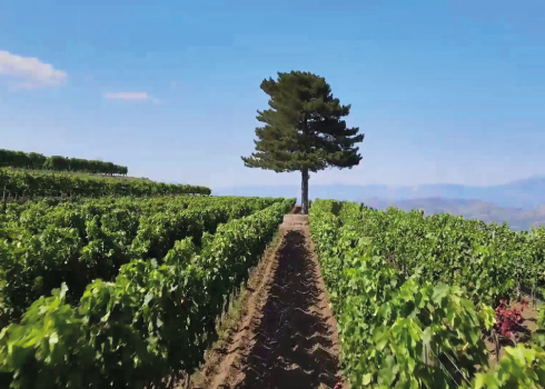 Etna Wine Tasting